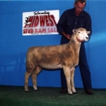Reserve Champion Ewe National Sale - 2003