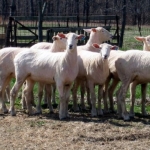 2008 replacement yearlings