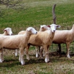 2013 Replacement Ewes sired by MLW 1223