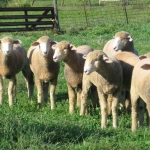 2018 Replacement Ewes Sired By CAMP 4-65