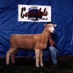 Reserve Champion Ewe National Junior Show - 1998