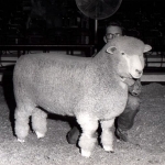 Champion Ewe at the Illiniois and Indiana State Fair - 1968