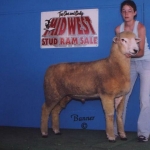 Reserve Champion Ram National Junior Show - 2004