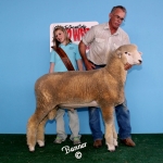 2012 Best Headed Individual at the National Corriedale Sale