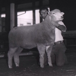 Champion Ewe at Illinois State Fair and Reserve at Ohio State Fair - 1975
