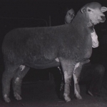 Champion Ewe Ohio State Fair - 1976