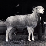Champion Ewe at Midwest Sale, Sedalia, MO - 1981
