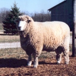 Stud Ram Sired by National Champion Ram