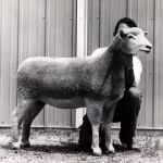Champion Ewe East Central Sale - 1982