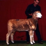 1st Sr Ram Lamb & Res. Champ Ram 2005 Nat Show & Sale. Sold to Doug Brewer, MD. 06 Champ Ram MD Sheep & Wool Fest.